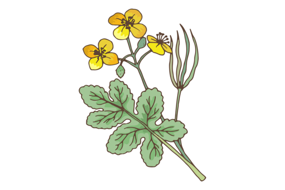 Celadines Plant Graphics & Illustrations Review
